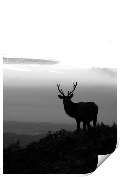 Stag in black and white Print by Helen Cooke