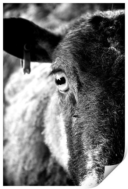 The eye of a ewe Print by Helen Cooke