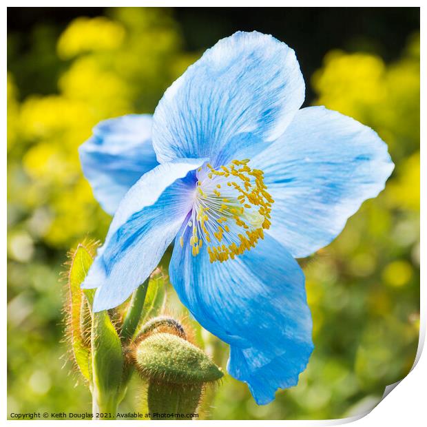 Himalayan Blue Poppy - Meconopsis Grandis Print by Keith Douglas