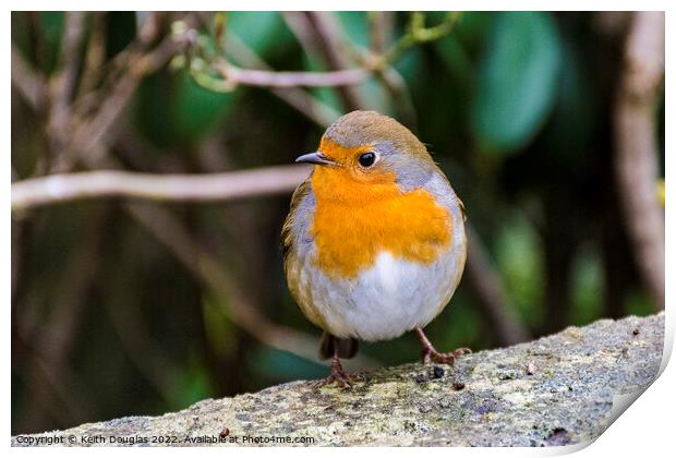 Robin Print by Keith Douglas