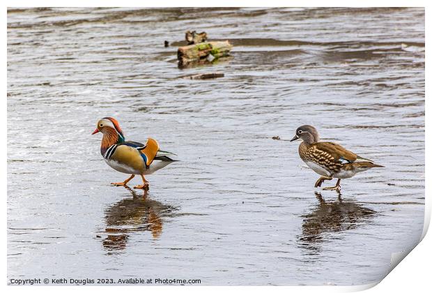 Mandarin Ducks on Ice Print by Keith Douglas