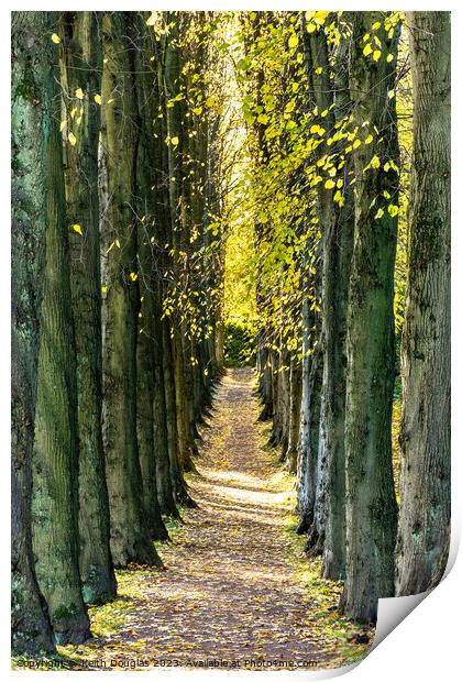 Sunlit avenue of trees Print by Keith Douglas