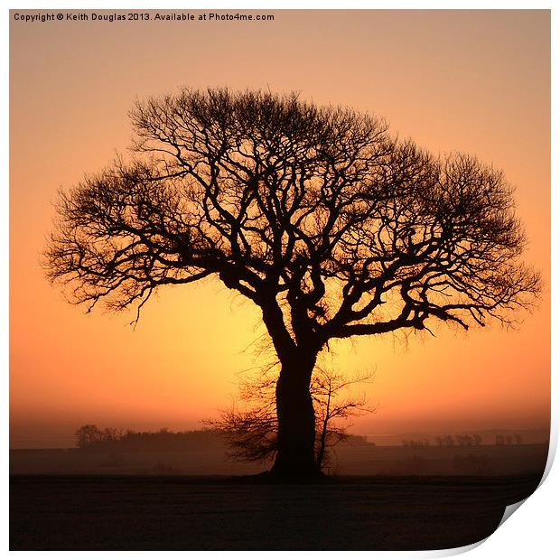 Single Tree Print by Keith Douglas