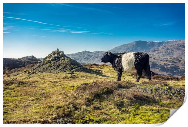 Belted Galloway Cow on Holme Fell Print by Keith Douglas