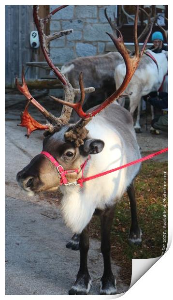 Reindeer Print by Peter Orr