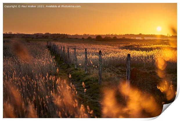 Sunset field Print by Paul Walker