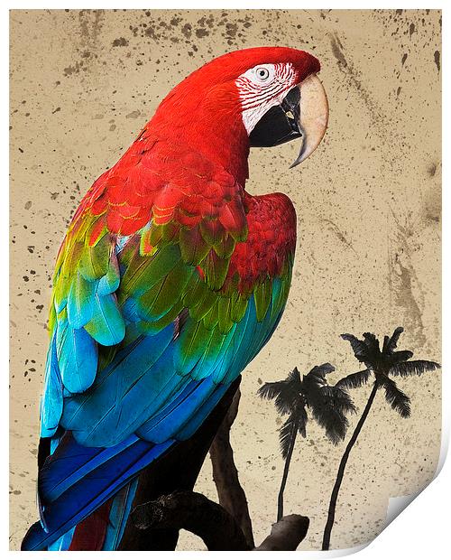 Parrot and Palms Print by Paul Walker