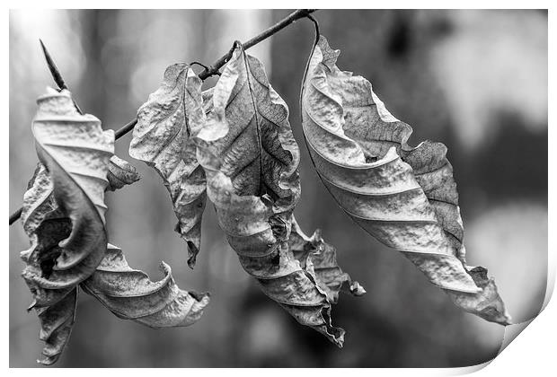 Leaves Print by Laco Hubaty