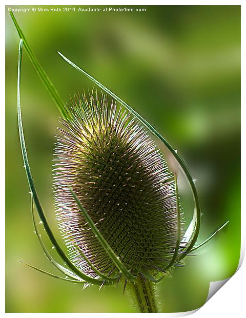 Majestic Teasle Print by Mick Both