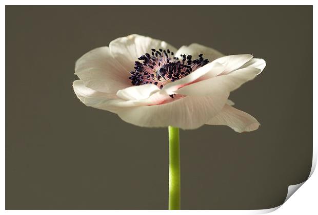  winter light on anemone Print by Maggie Railton