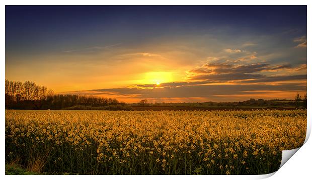 Sunset over the Yellow Fields Print by matthew  mallett