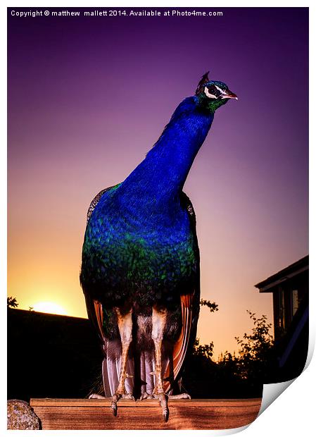 Peacock on Guard at Sunset Print by matthew  mallett