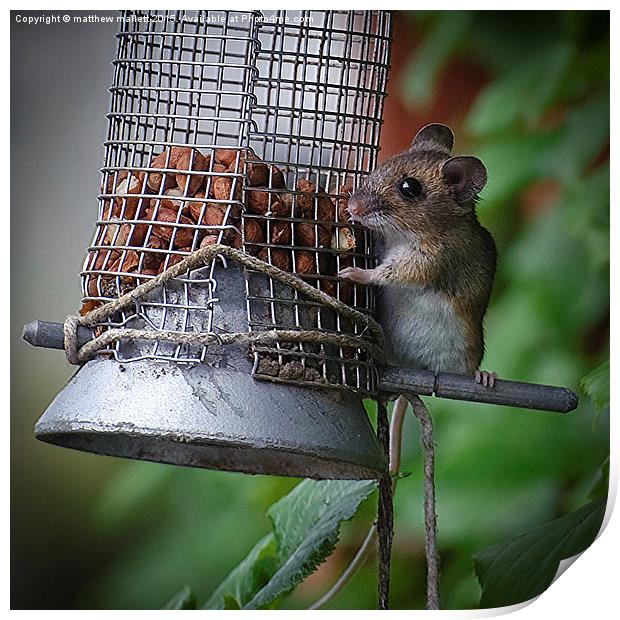  Cheeky Mouse Steals Food Print by matthew  mallett