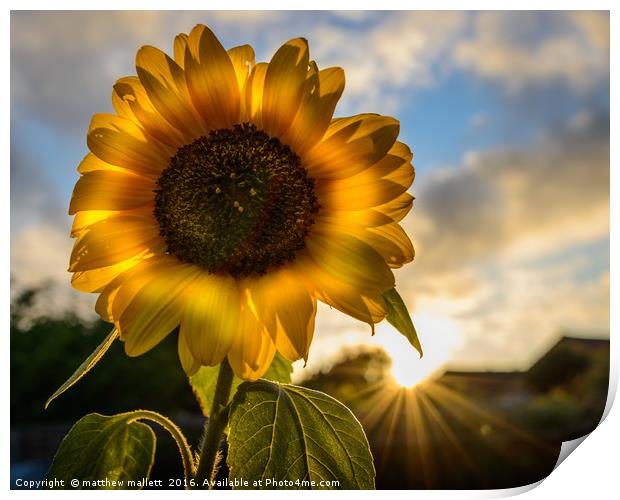 Sunflower Sunsets Print by matthew  mallett