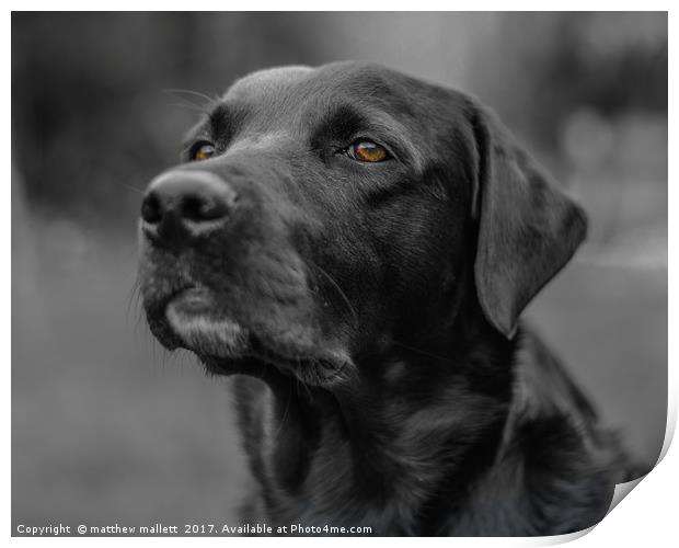 A Labradors Expression Print by matthew  mallett