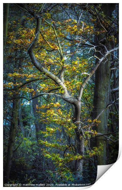 Essex Autumn Tree Print by matthew  mallett