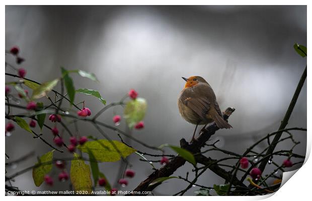  Christmas Festive Robin Print by matthew  mallett