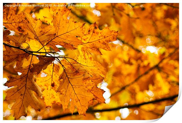  Autumn Leaves Print by Andrew Warhurst