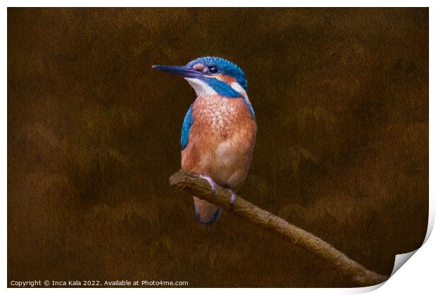 Kingfisher Perched and Posing Print by Inca Kala