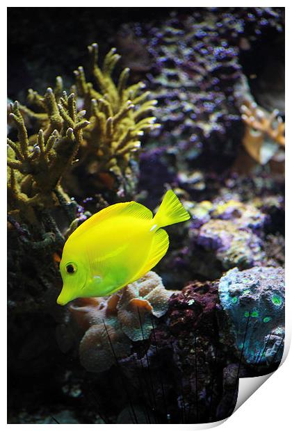 Yellow Marine Fish amongst coral Print by anna collins
