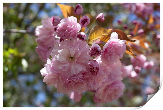 Pink Spring Blossom Print by anna collins