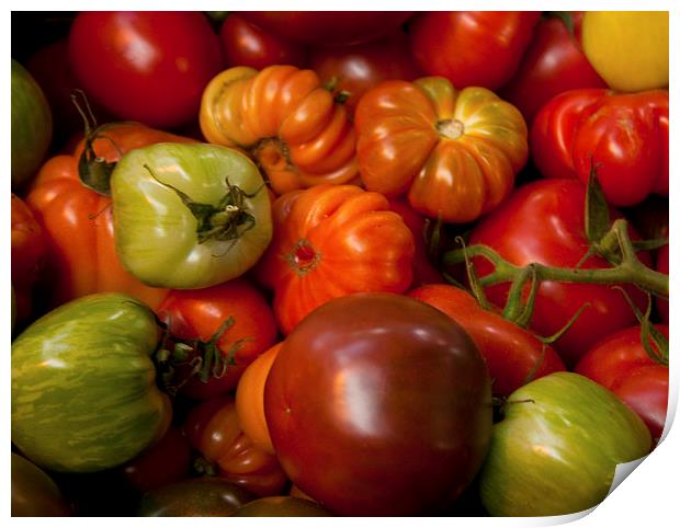 A mixture of tomatoes Print by anna collins
