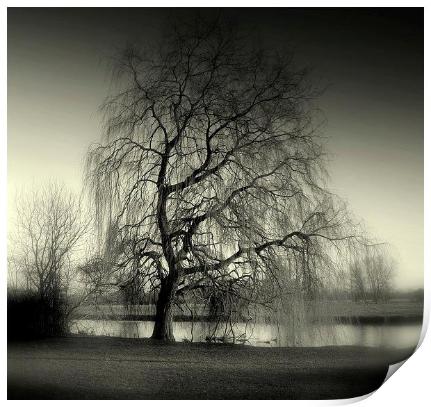Weeping Willow Print by Kate Towers