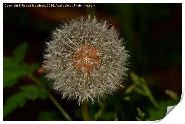 Dandelion Seed Head Print by Robert Maddocks