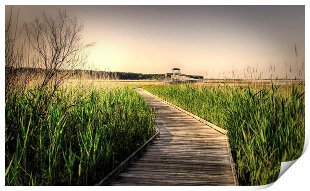 a walk into the sound Print by Lou Divers