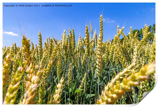 The Fields of Barley. Print by Mark Draper