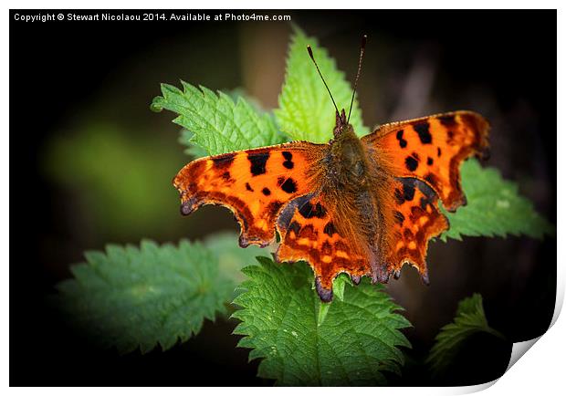  Beautiful Comma Butterfly  Print by Stewart Nicolaou