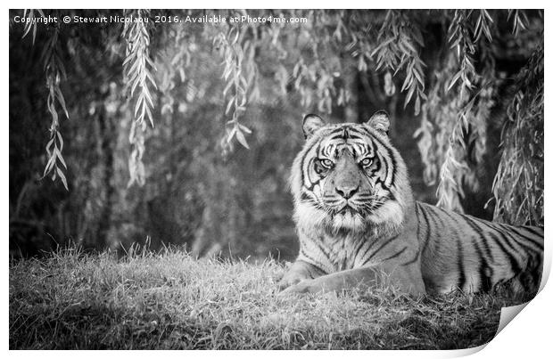 Beautiful Sumatran Tiger  Print by Stewart Nicolaou