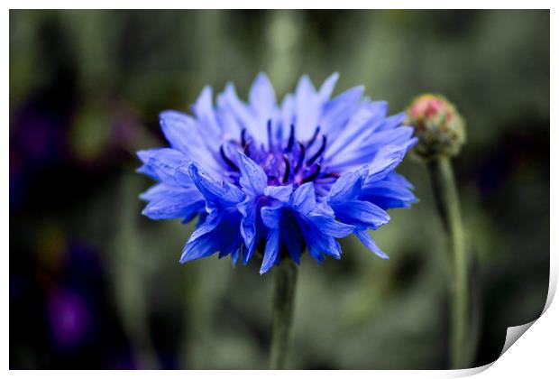 Beautiful Blue Little Wildflower Print by Stewart Nicolaou