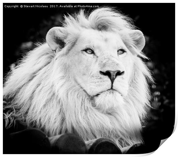 Majestic White Lion Print by Stewart Nicolaou