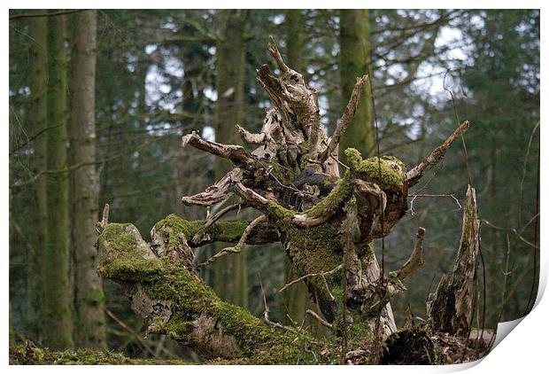 Upturned Tree Root Print by James Taylor