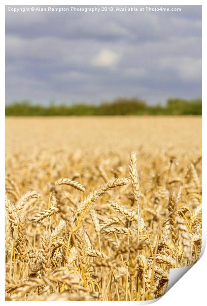 A Listening Ear! Print by Alan Rampton Photography