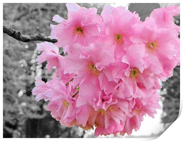 Cherry Blossom Print by Jason Moss