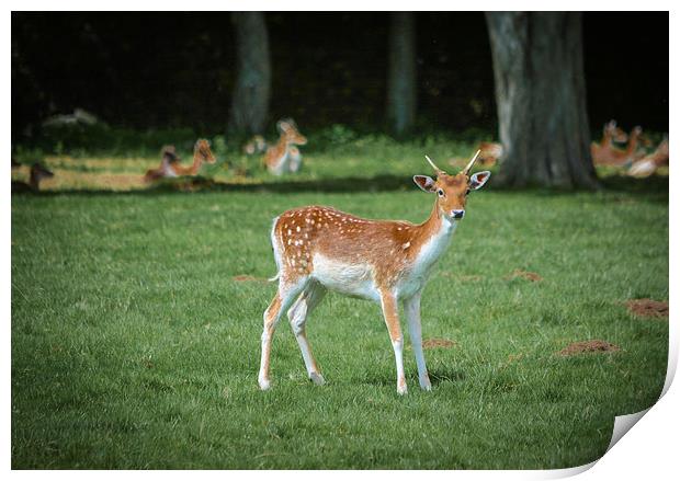  Oh Deer Print by Jason Moss