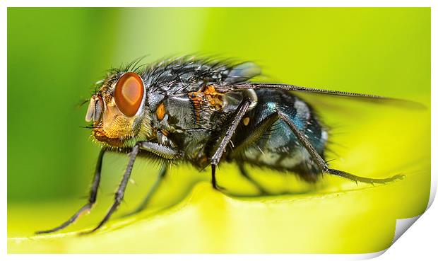 macro shot of common fly Print by nick wastie