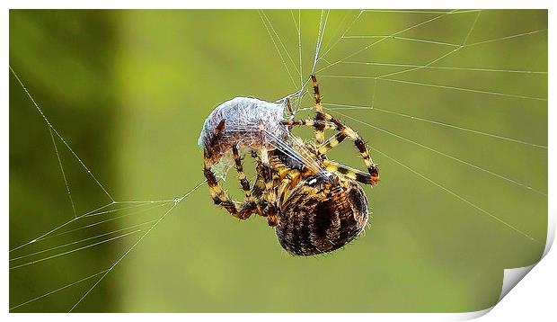 common spider Print by nick wastie