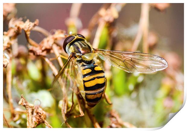 hover fly Print by nick wastie
