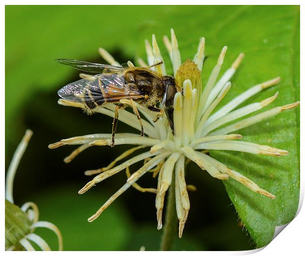 hover fly Print by nick wastie