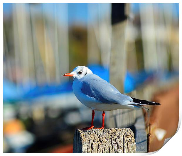 seagull posing Print by nick wastie