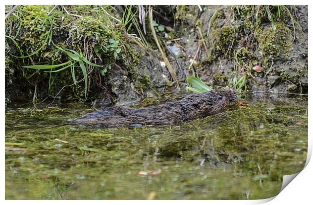 water vole Print by nick wastie