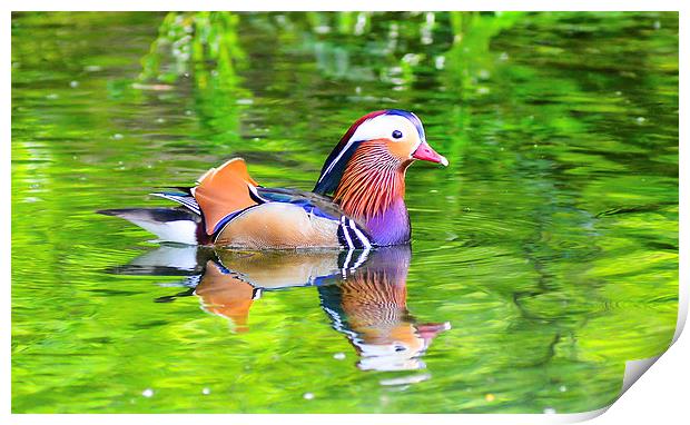 mandarin duck Print by nick wastie