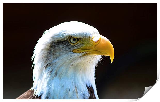 beautiful eagle Print by nick wastie