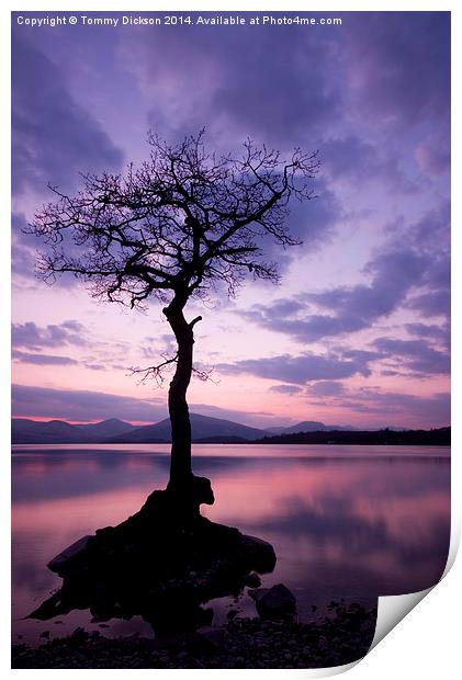 Millarochy Bay Tree, Loch Lomond.  Print by Tommy Dickson