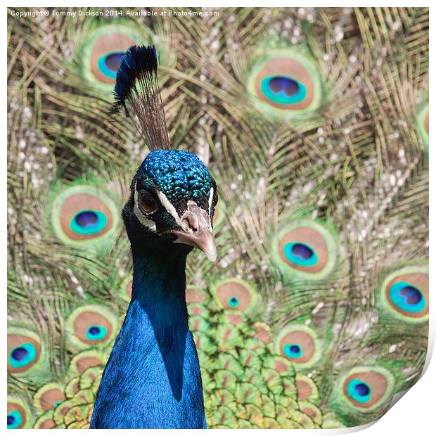 Peacock Print by Tommy Dickson
