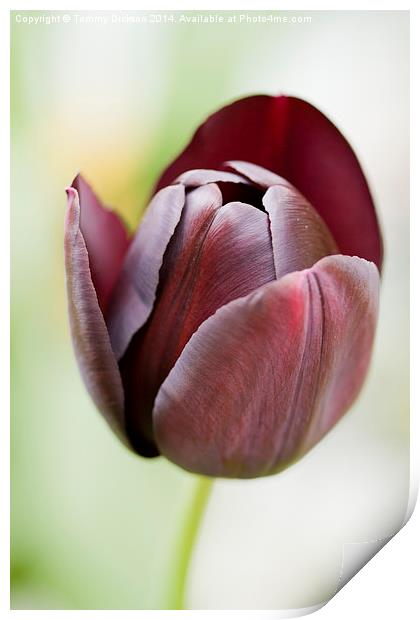 Tulip Print by Tommy Dickson