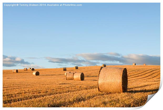 Golden Evening Harvest Print by Tommy Dickson
